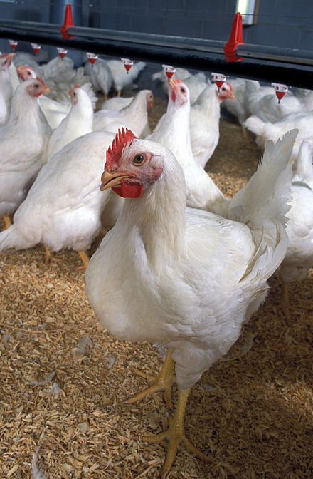 Broilers