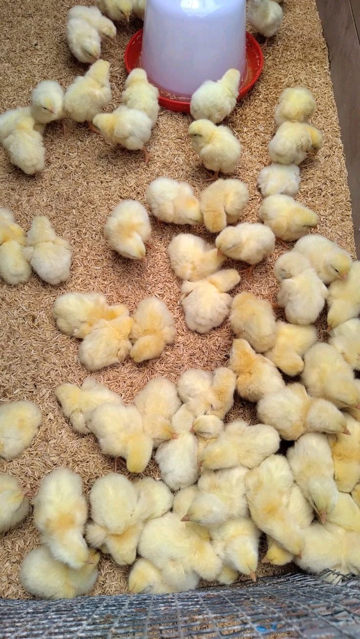 Day-Old Chicks