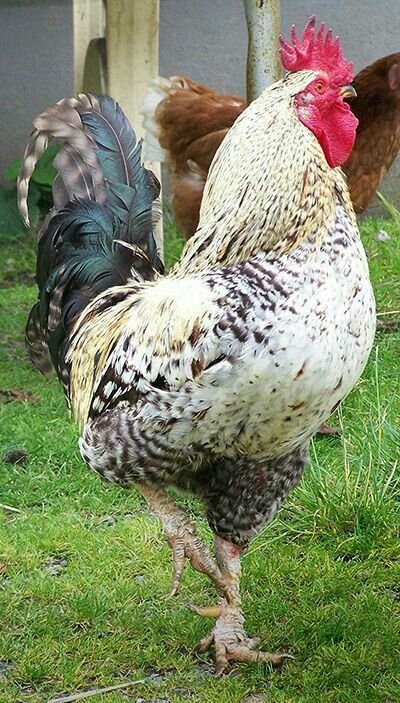 Cock