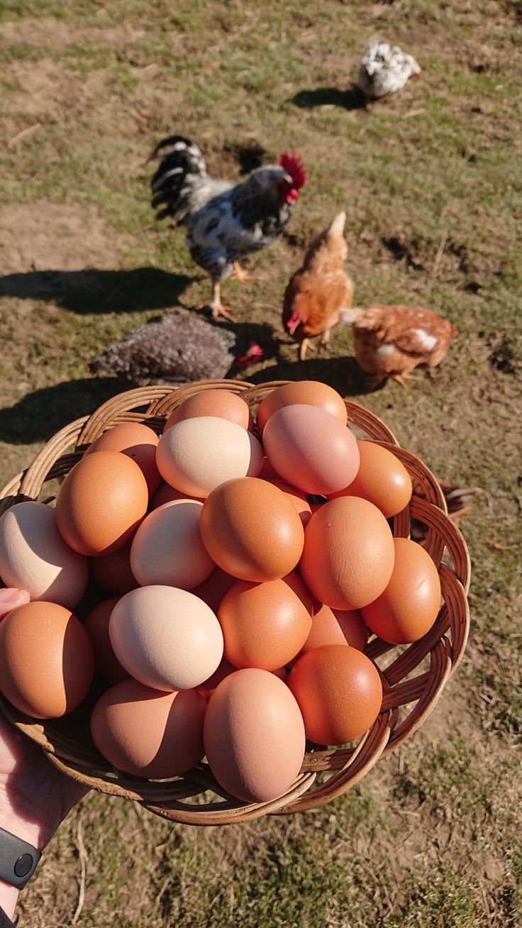 Fresh Eggs
