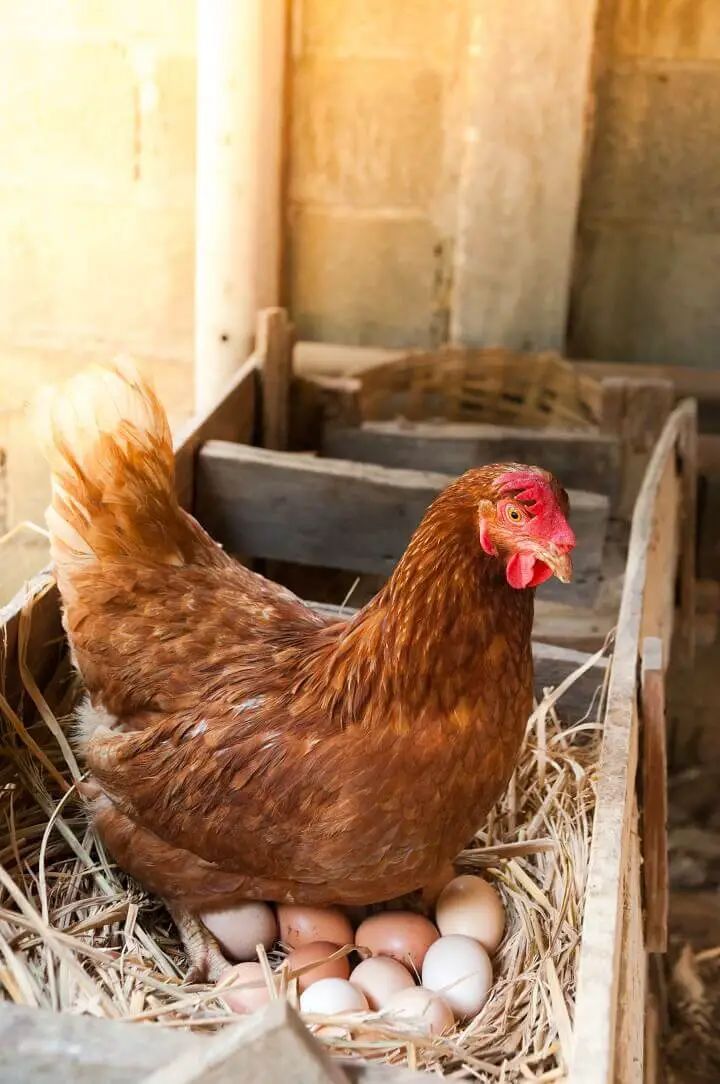 Joan Kuku Farm logo
