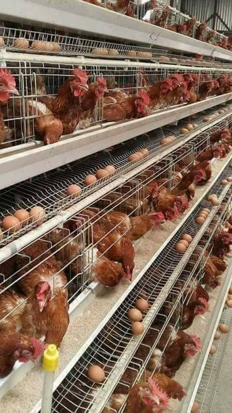 Modern Poultry Houses